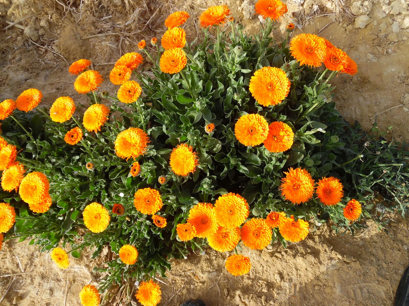 Calendula