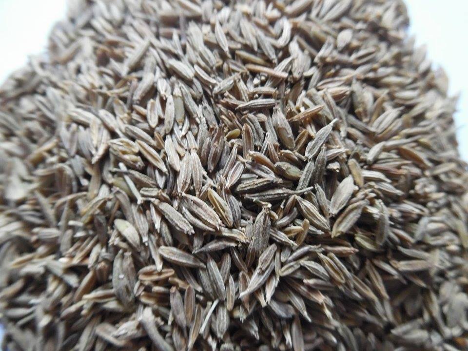 Cumin seeds